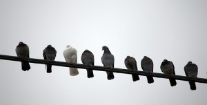 Birds on a wire