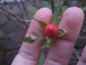 The Sign of the Rose