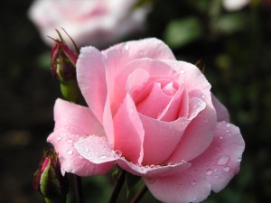 Pink rose