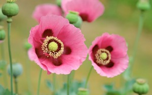 Poppies-Flowers