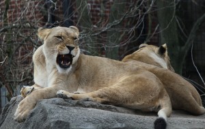 Lioness Roaring