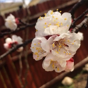 apricot blossoms