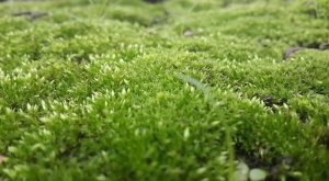 moss_on_the_ground_during_spring-1