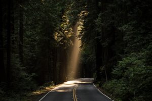 light through the trees on a road