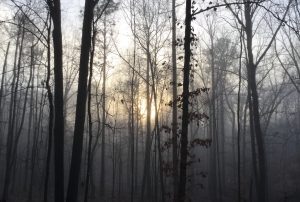 foggy trees