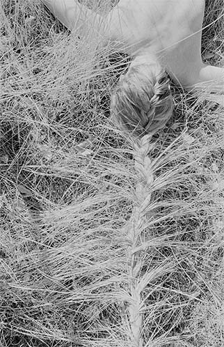 "A Woman, Mowing the Grass" ritual