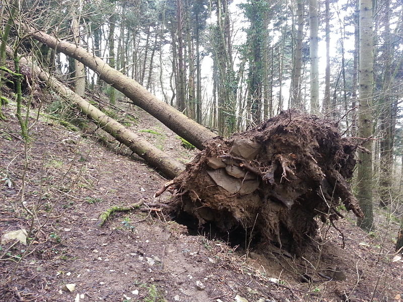 Guest Post: A Nonverbal Communication Faith Transition: A Felled Tree #ReconstructingFaith