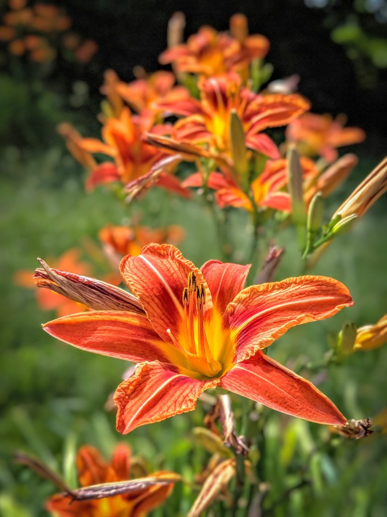 Row of orange lillies