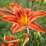 orange lily