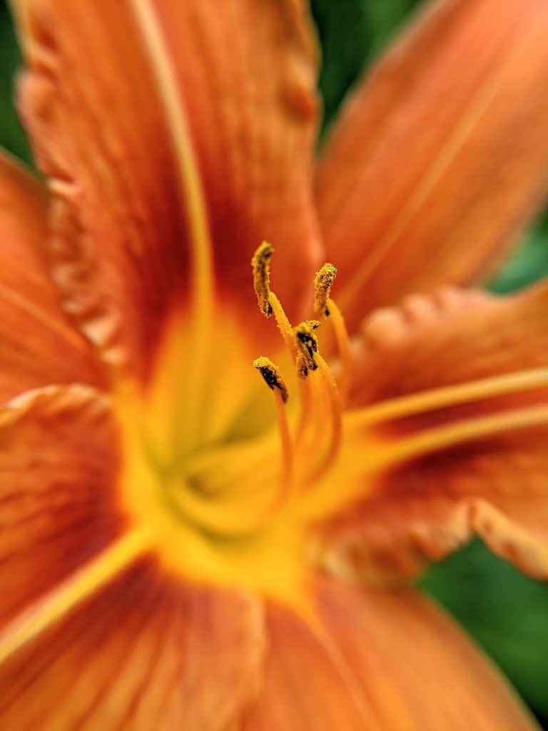 Closeup of an orange lily