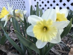 lily flower