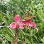 Two torn plum blossoms on tree