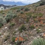 desert hillside with sage brush and orange wildflowers