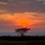 Uganda Sunset Over Acacia Tree