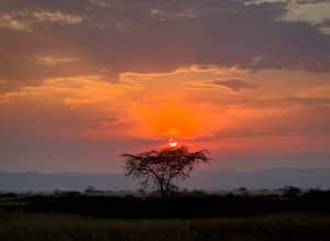 Uganda Sunset Over Acacia Tree