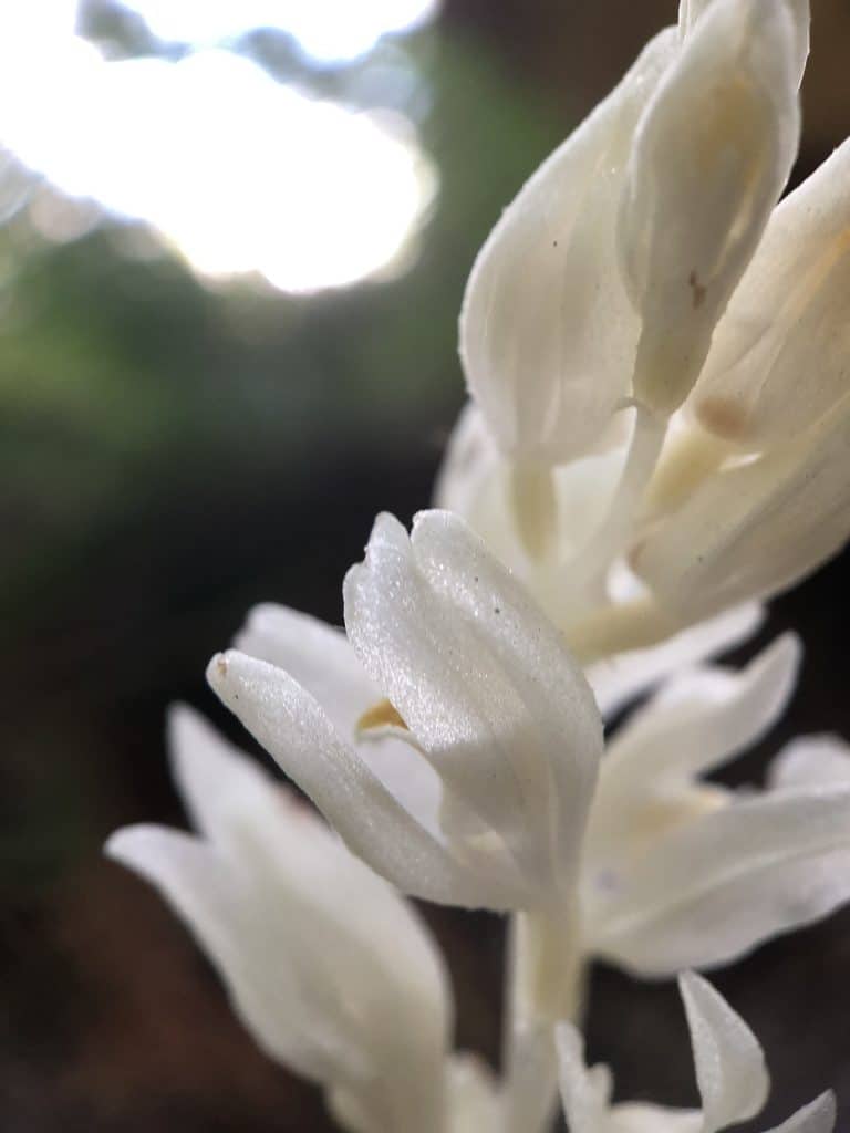 "Cephalanthera austiniae" ritual