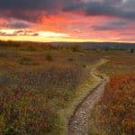 A path through the wilderness at sunset.