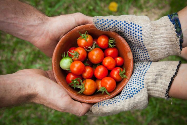 Two people holding a bowl of fresh tomatoes from a garden