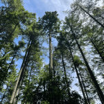 Redwood trees stretching toward a blue sky