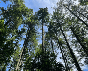 Redwood trees stretching toward a blue sky