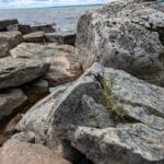 Large rocks by a lake, one has a flower growing in a crevice.