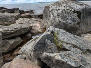 Large rocks by a lake, one has a flower growing in a crevice.