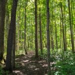 A path through the woods.