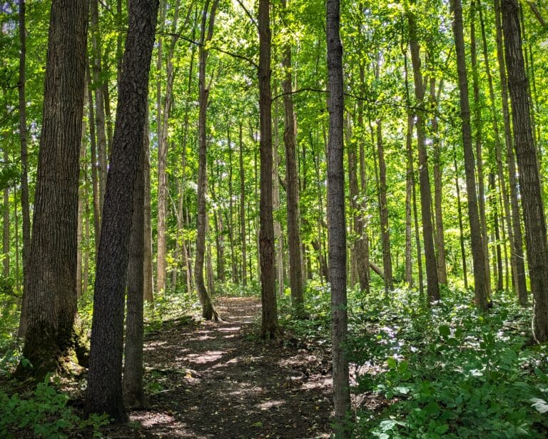 A path through the woods.