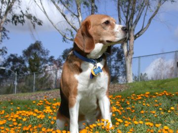 Purebred Beagle (female); six years old; "Natasha"