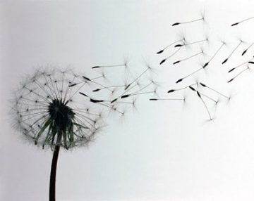 Dandelion