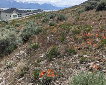 desert hillside with sage brush and orange wildflowers