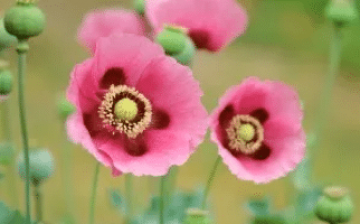 Poppies-Flowers-300x188-300x188