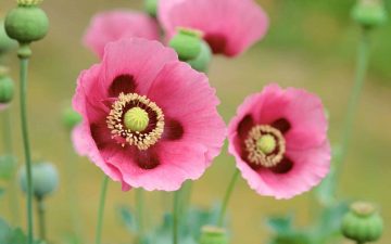 Poppies-Flowers