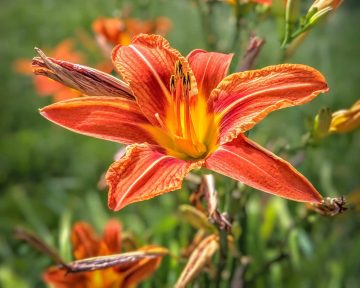 orange lily