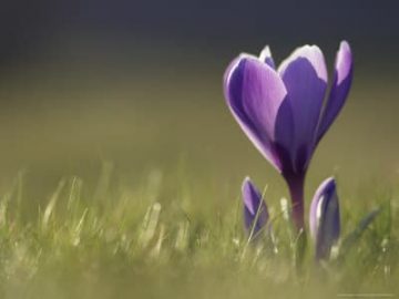 mark-hamblin-crocus-flower-backlit-scotland