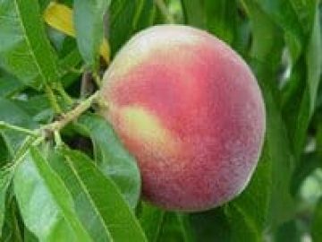 peaches