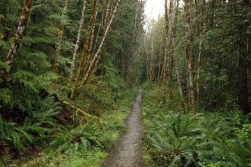 woodland-trail-1229089-638x425